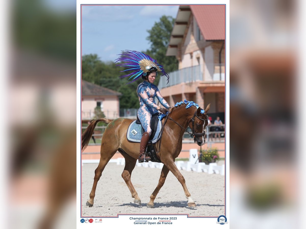 Pura Raza Árabe Caballo castrado 7 años 153 cm Alazán in heugueville sur sienne