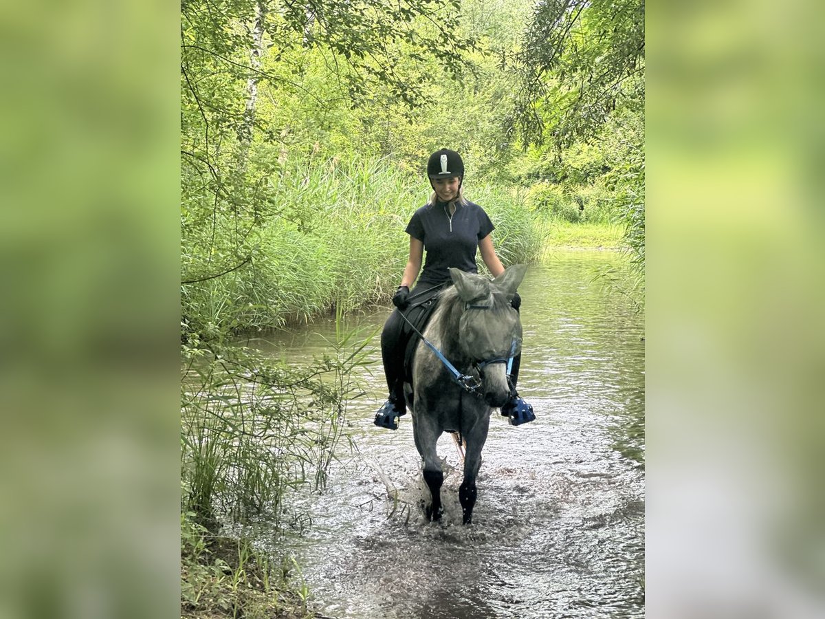 Pura Raza Árabe Caballo castrado 7 años 158 cm Tordo rodado in Müllheim