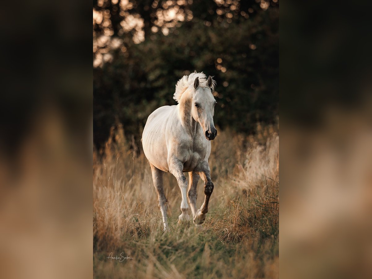 Pura Raza Árabe Caballo castrado 8 años 153 cm Tordo in Speyer