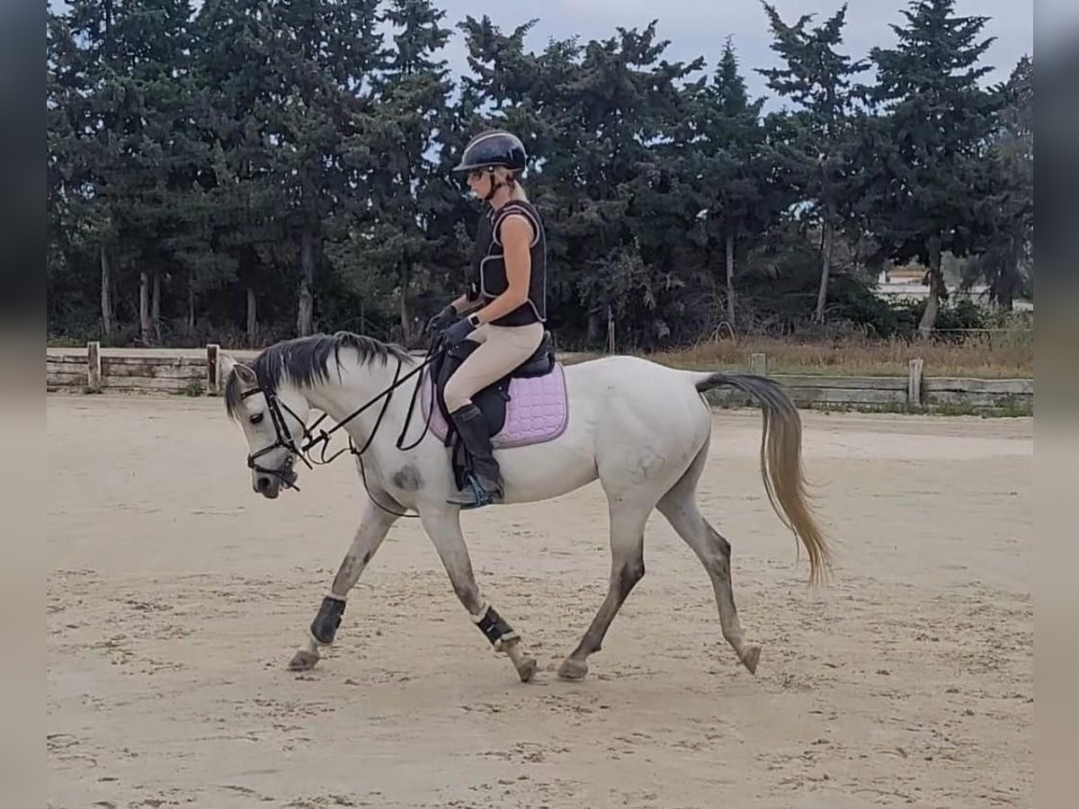 Pura Raza Árabe Caballo castrado 9 años 140 cm Tordo in Sotogrande