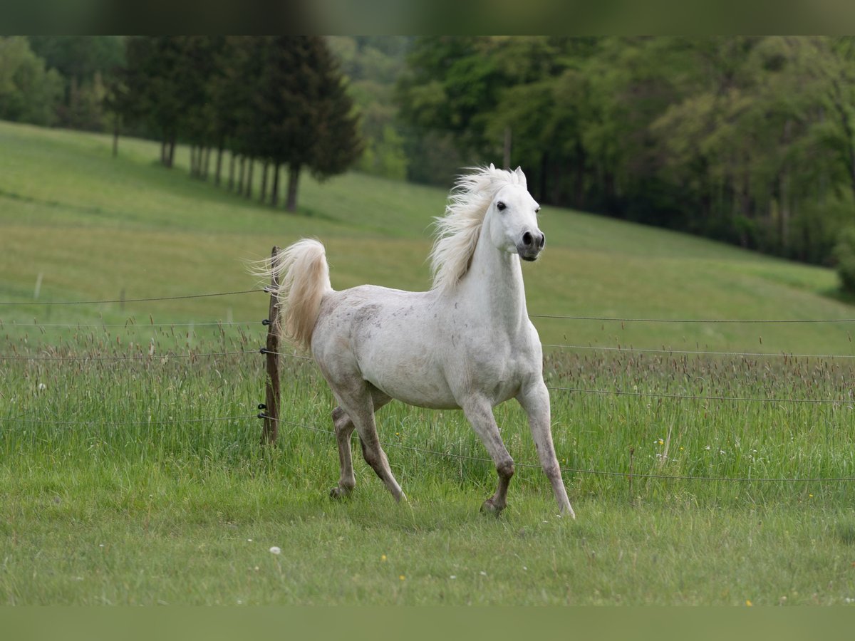 Pura Raza Árabe Caballo castrado 9 años 145 cm Tordo in Wetter (Ruhr)