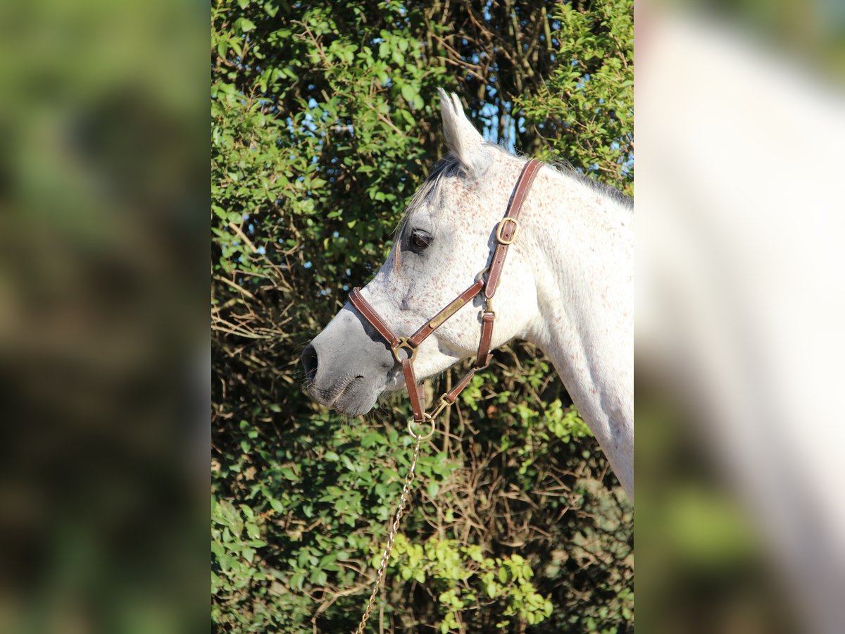 Pura Raza Árabe Caballo castrado 9 años 153 cm Tordo in Saint-Alban-d&#x27;Ay