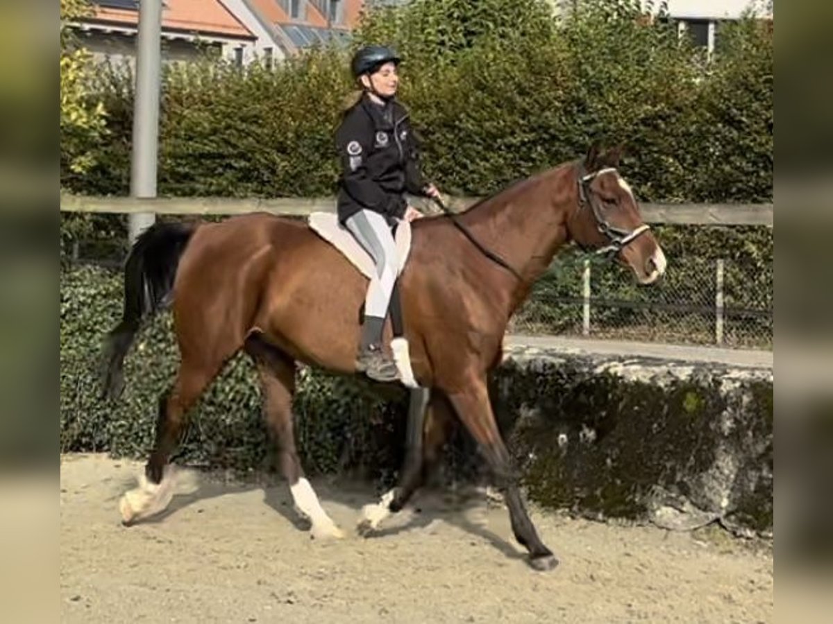 Pura Raza Árabe Caballo castrado 9 años 163 cm Castaño rojizo in Penthaz