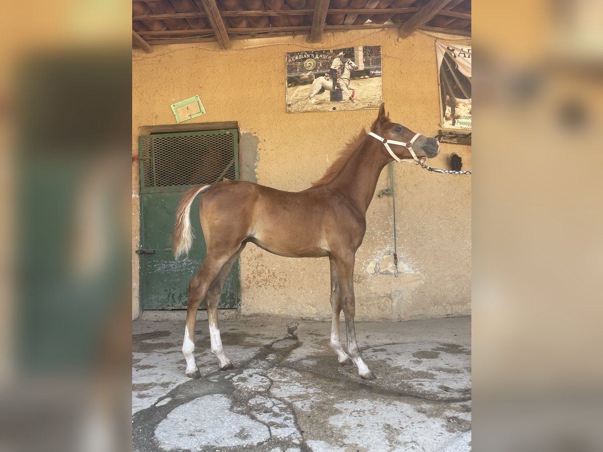 Pura Raza Árabe Caballo castrado Potro (02/2024) 90 cm Alazán in Partanna