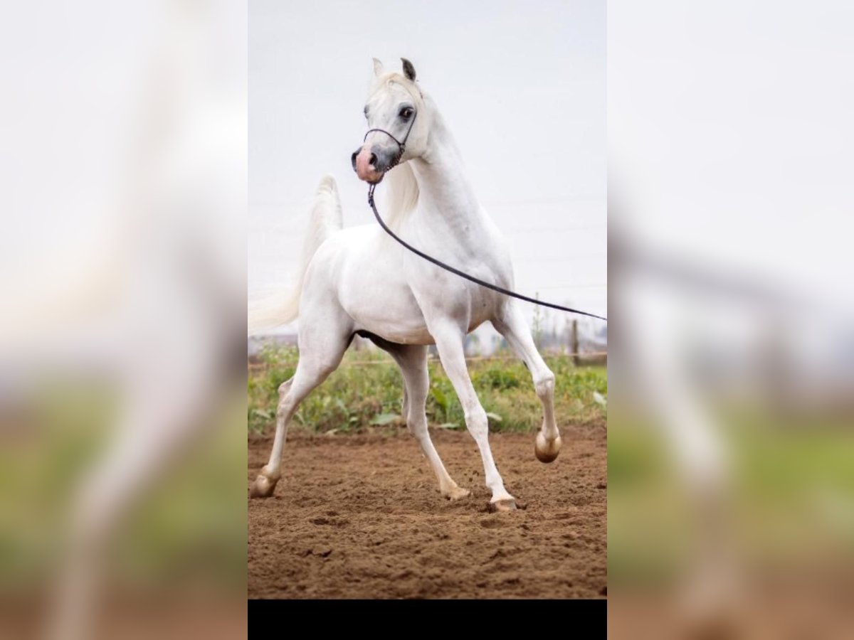 Pura Raza Árabe Semental 10 años 150 cm Tordo in Boronów