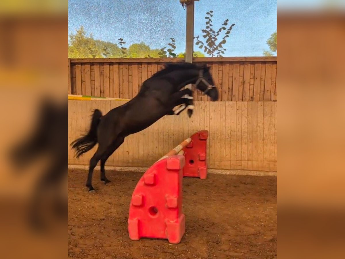 Pura Raza Árabe Semental 10 años 153 cm Negro in H&#xF6;xter