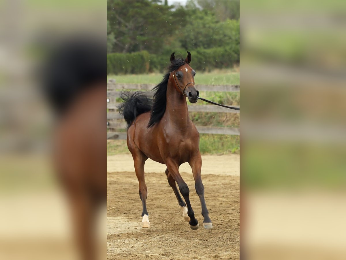 Pura Raza Árabe Semental 1 año 140 cm Castaño in Vilassar De Mar