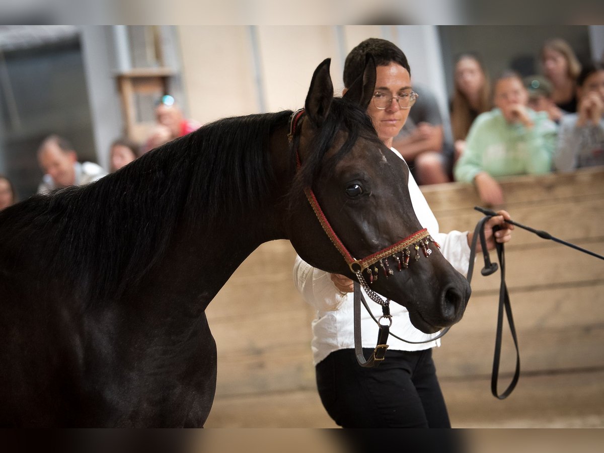 Pura Raza Árabe Semental 1 año 154 cm in Koprivnica