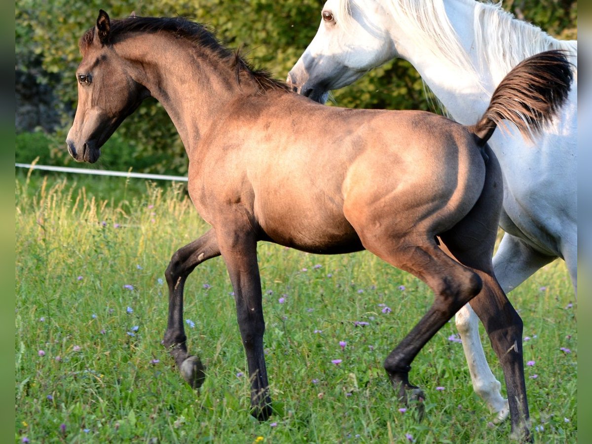 Pura Raza Árabe Semental 1 año 154 cm Tordo in Koprivnica