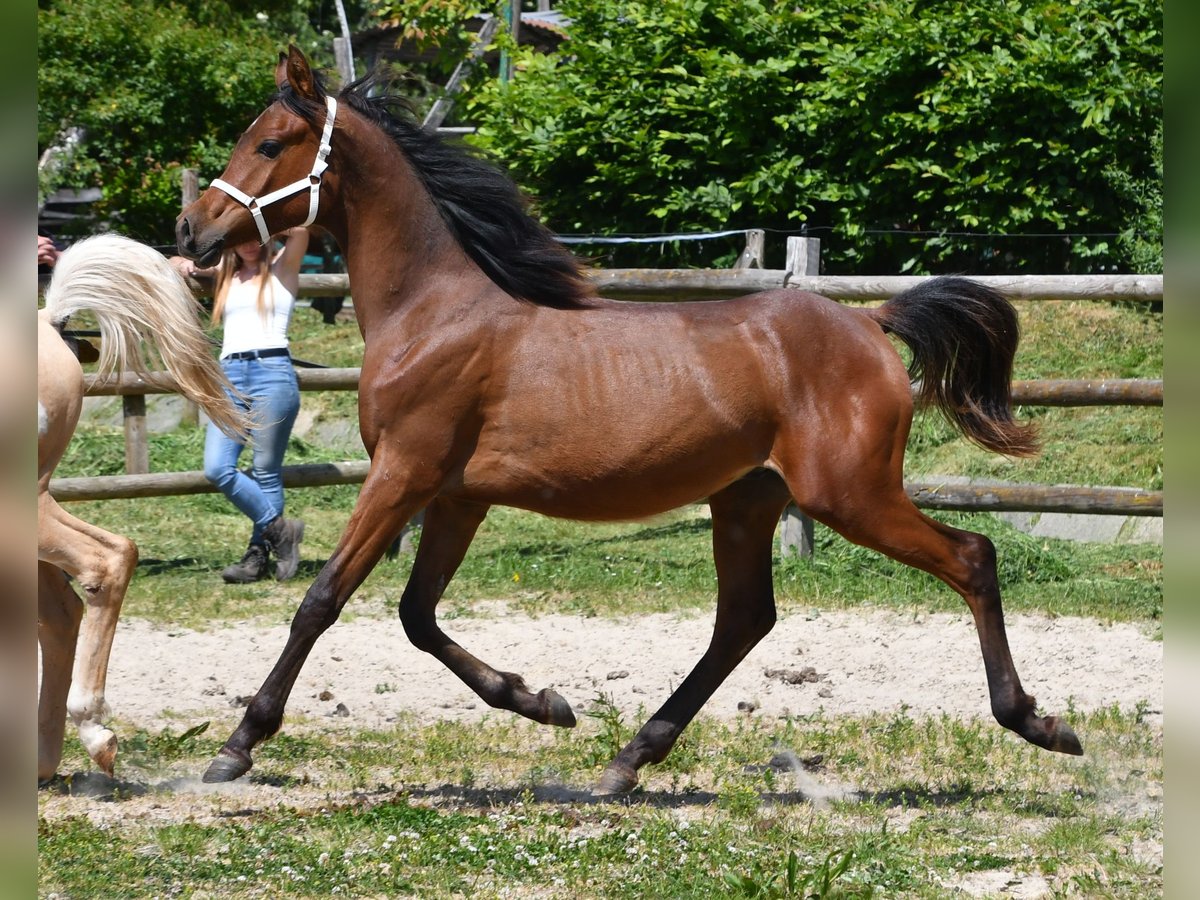 Pura Raza Árabe Semental 1 año 155 cm Castaño in M&#xF6;rsdorf