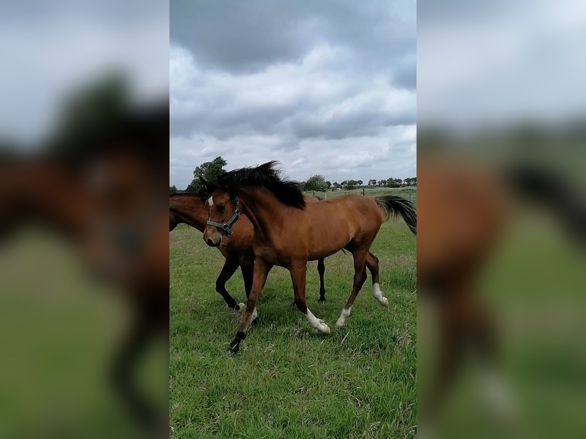 Pura Raza Árabe Semental 1 año in Loxstedt
