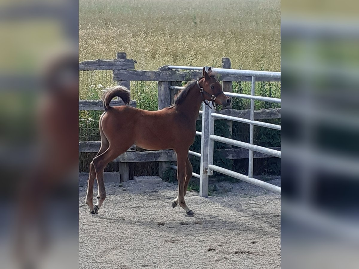 Pura Raza Árabe Semental 1 año Castaño in Nellingen