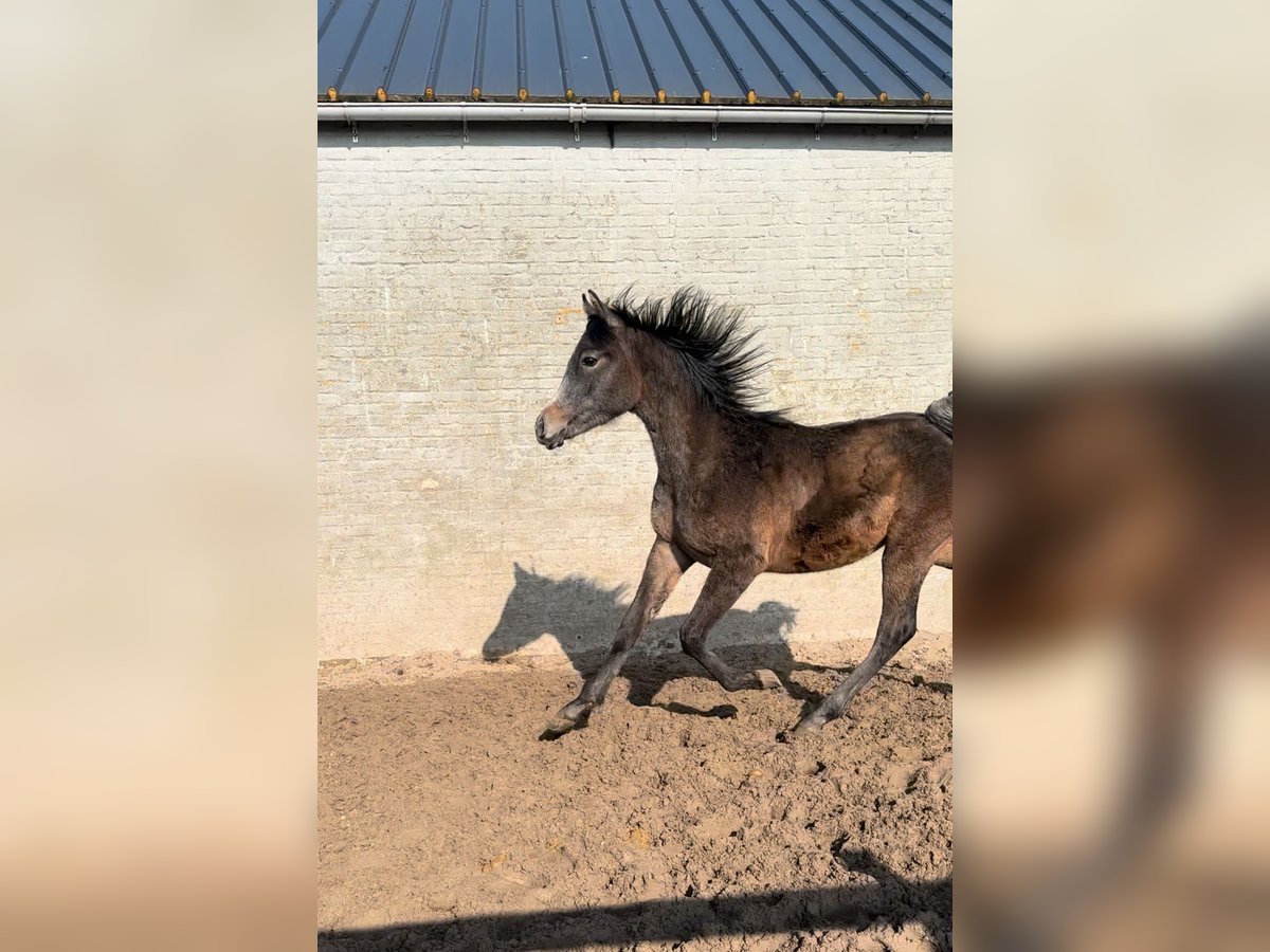 Pura Raza Árabe Semental 1 año Tordillo negro in Veurne
