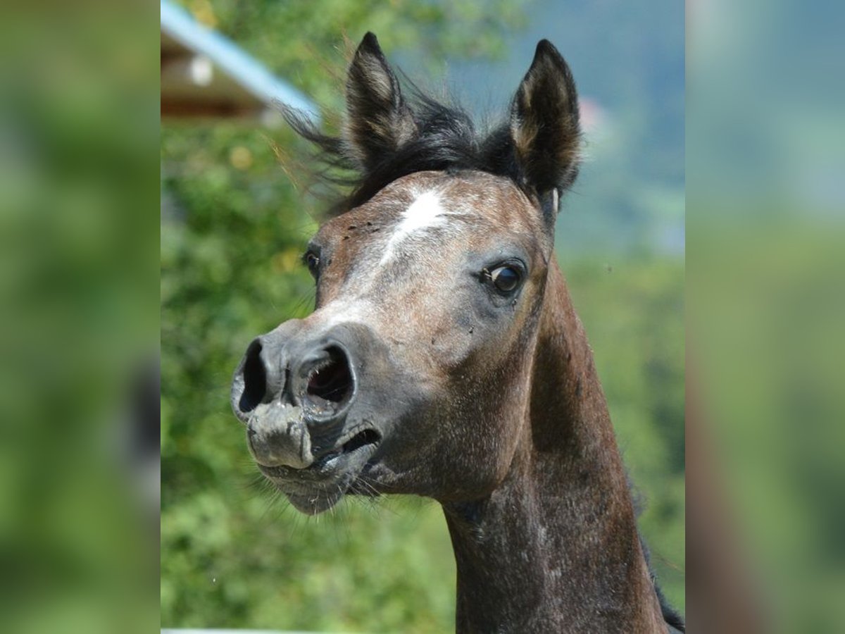 Pura Raza Árabe Semental 2 años 147 cm Tordo in Koprivnica