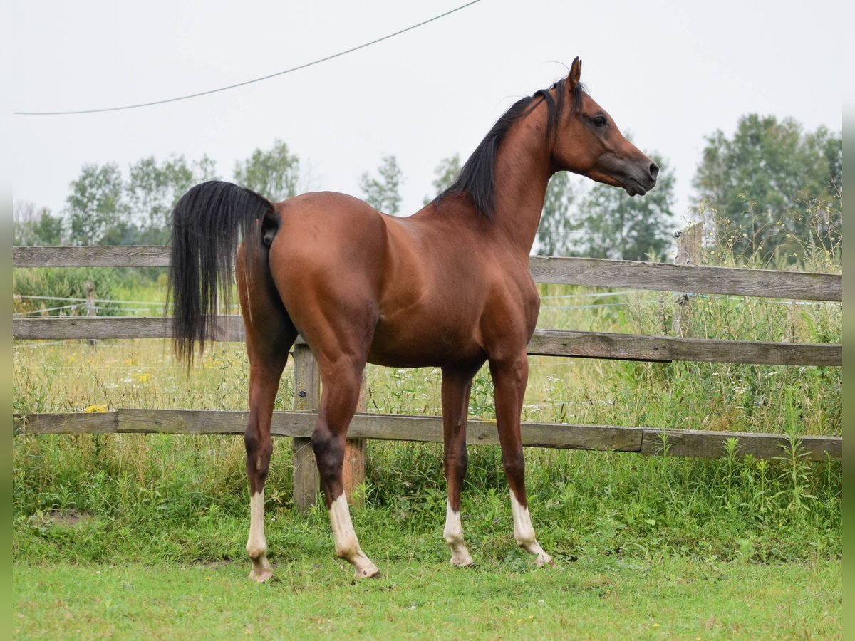 Pura Raza Árabe Semental 2 años 152 cm Castaño in Halin&#xF3;w