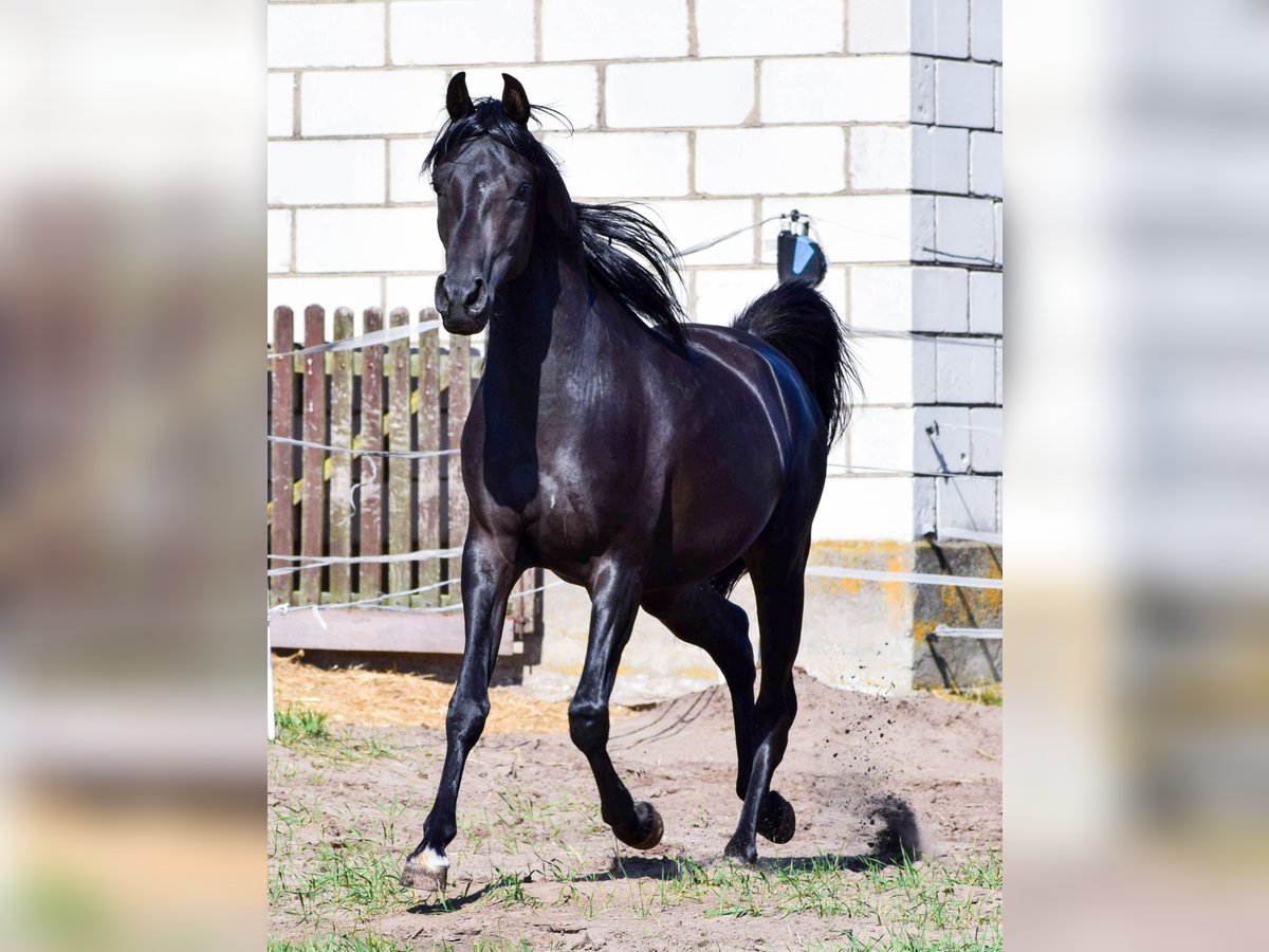 Pura Raza Árabe Semental 3 años 150 cm Negro in Zawidz Ko&#x15B;cielny