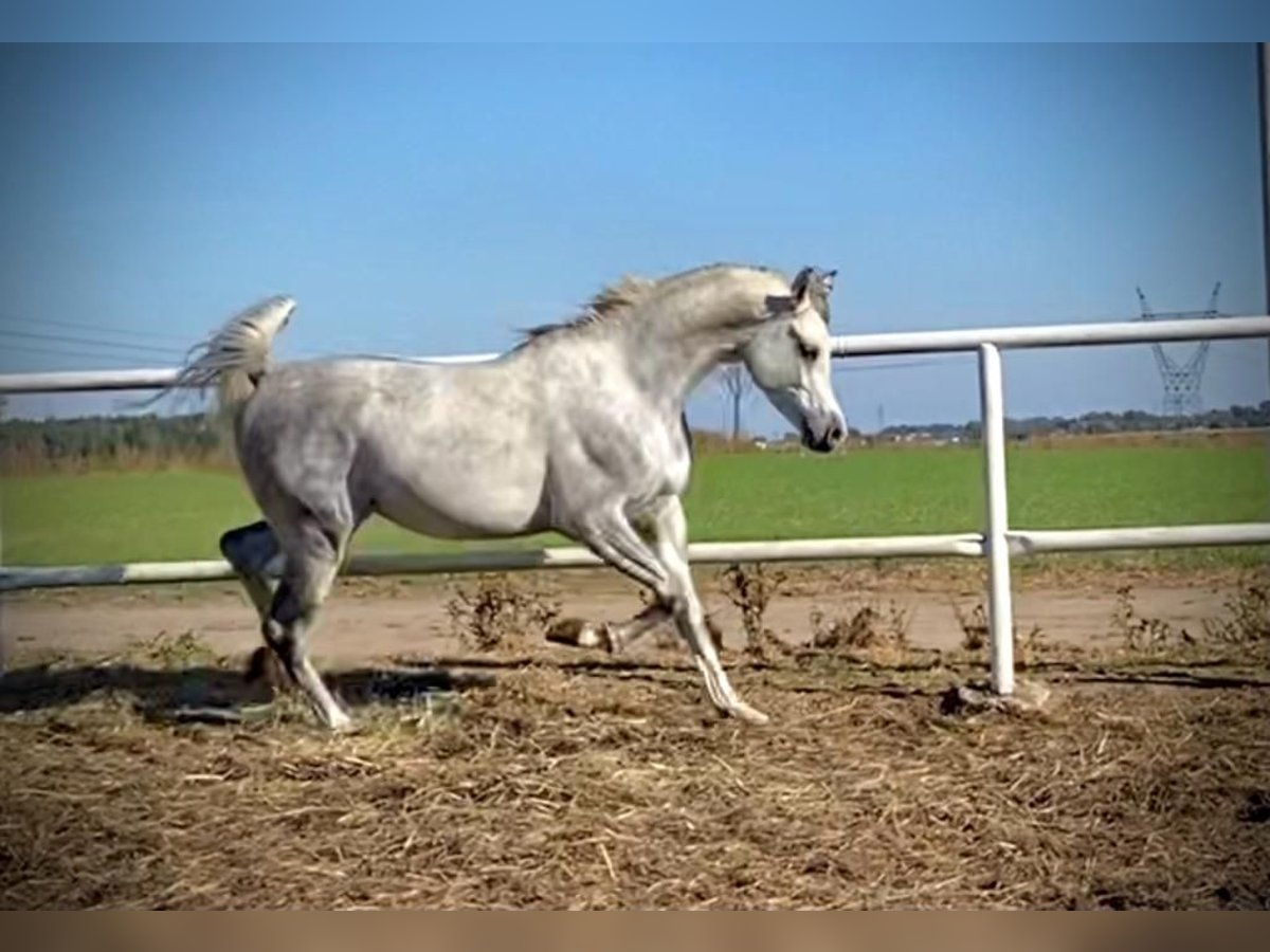 Pura Raza Árabe Semental 3 años 160 cm Tordo in Poznań