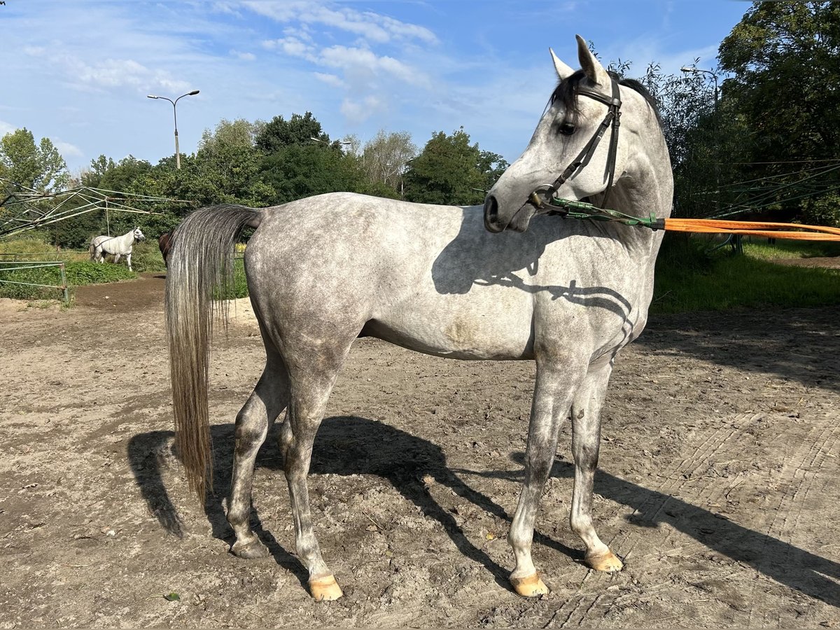 Pura Raza Árabe Semental 5 años 158 cm Tordo in Warszawa