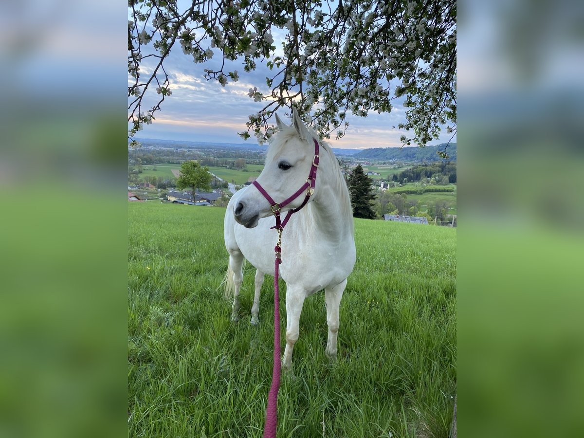 Pura Raza Árabe Yegua 13 años 150 cm Tordo picazo in Hinzenbach