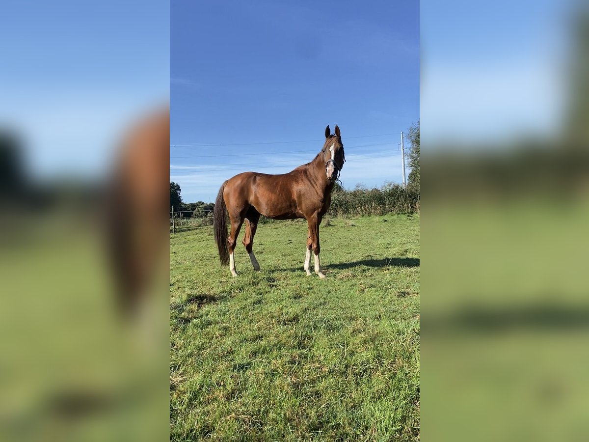 Pura Raza Árabe Yegua 14 años 147 cm Alazán in Turnhout