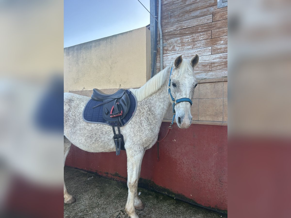 Pura Raza Árabe Yegua 16 años 158 cm Tordo picazo in Cap Blanc (Moraira/Teulada) (Urbanizacion)