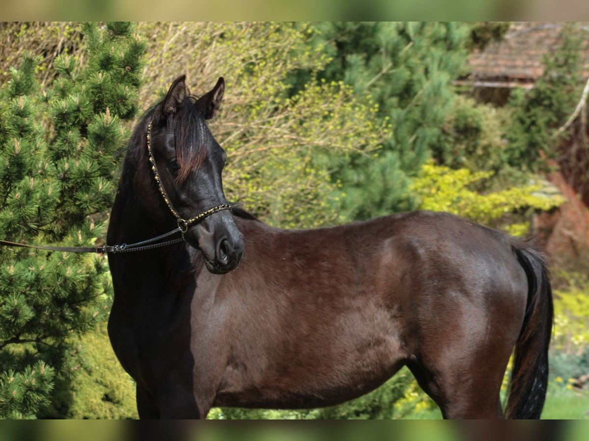 Pura Raza Árabe Yegua 1 año 157 cm Negro in Santok