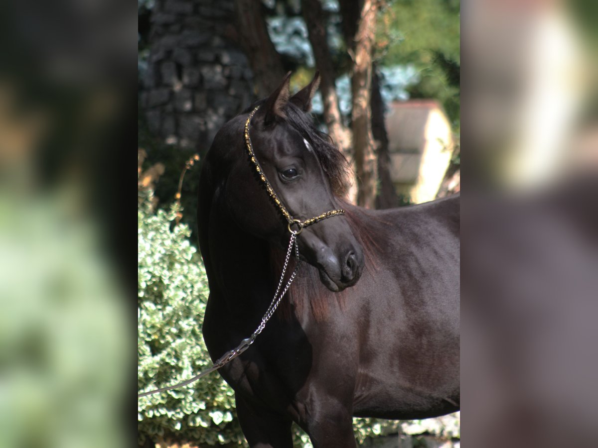 Pura Raza Árabe Yegua 1 año 157 cm Negro in Santok