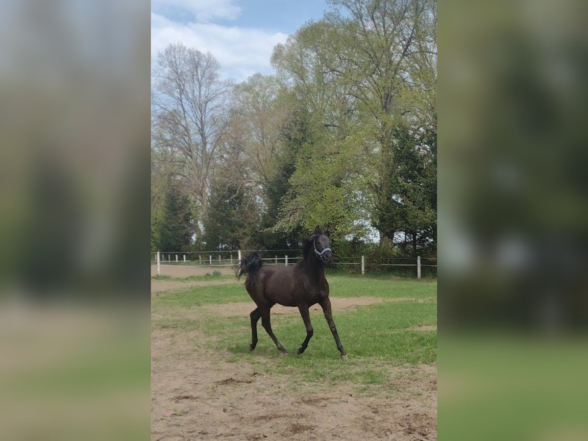 Pura Raza Árabe Yegua 1 año Morcillo in Przechlewo