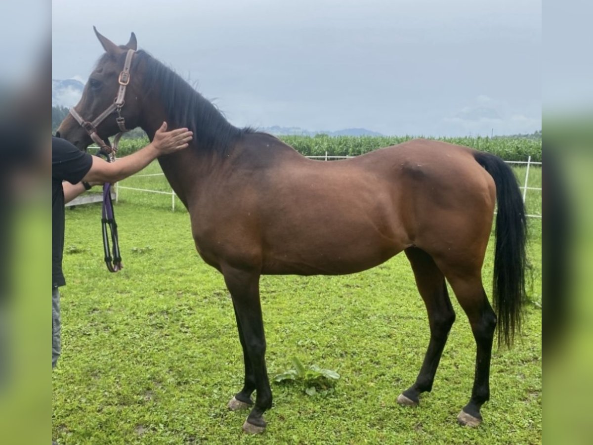 Pura Raza Árabe Yegua 22 años 160 cm Castaño in Kramsach