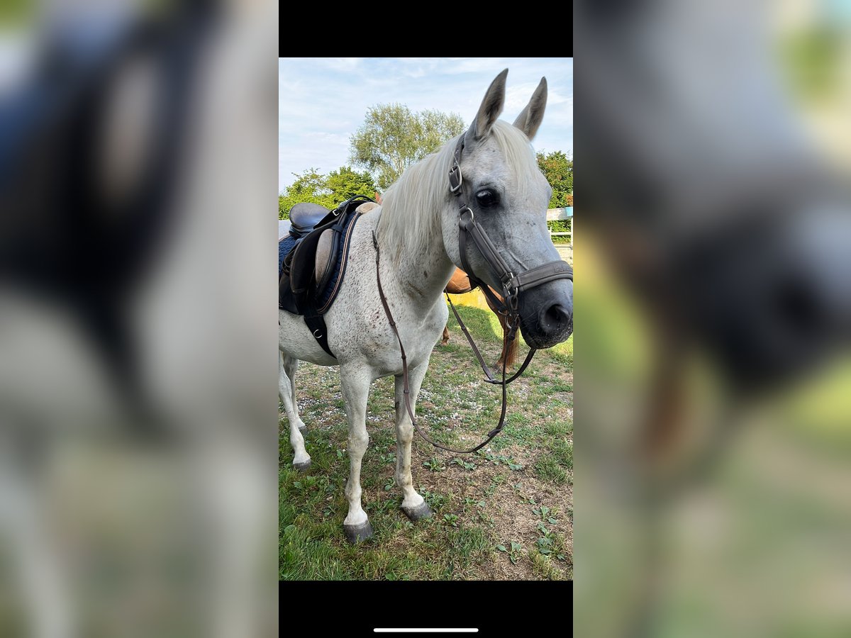 Pura Raza Árabe Yegua 23 años 146 cm Tordo picazo in Schweppenhausen