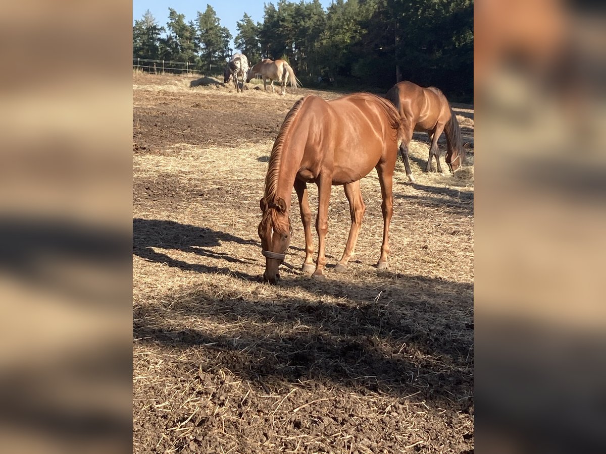 Pura Raza Árabe Yegua 2 años 155 cm Alazán in Theras