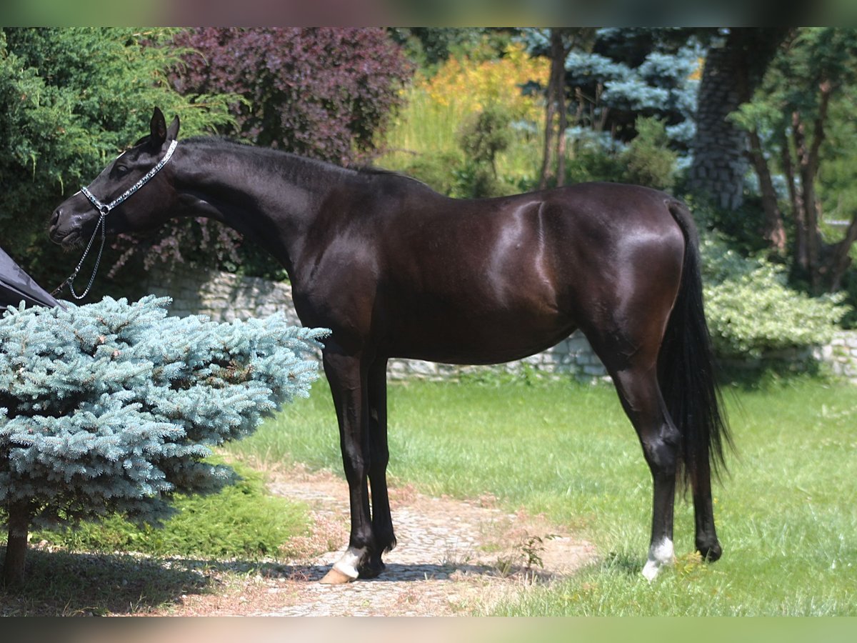 Pura Raza Árabe Yegua 2 años 160 cm Negro in Santok