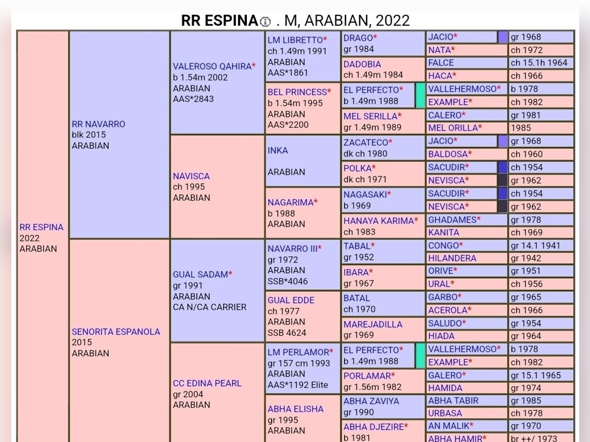 Pura Raza Árabe Yegua 3 años 150 cm Castaño oscuro in Moers