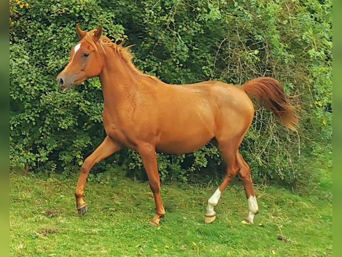 Pura Raza Árabe Yegua 3 años 151 cm Alazán in Kassel