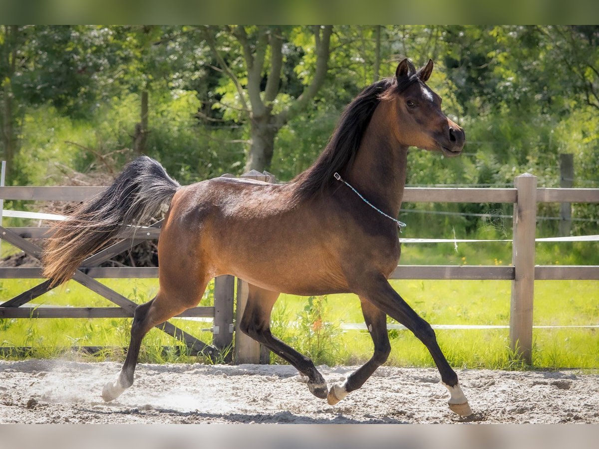 Pura Raza Árabe Yegua 3 años 154 cm Castaño oscuro in Wangerland Hohenkirchen