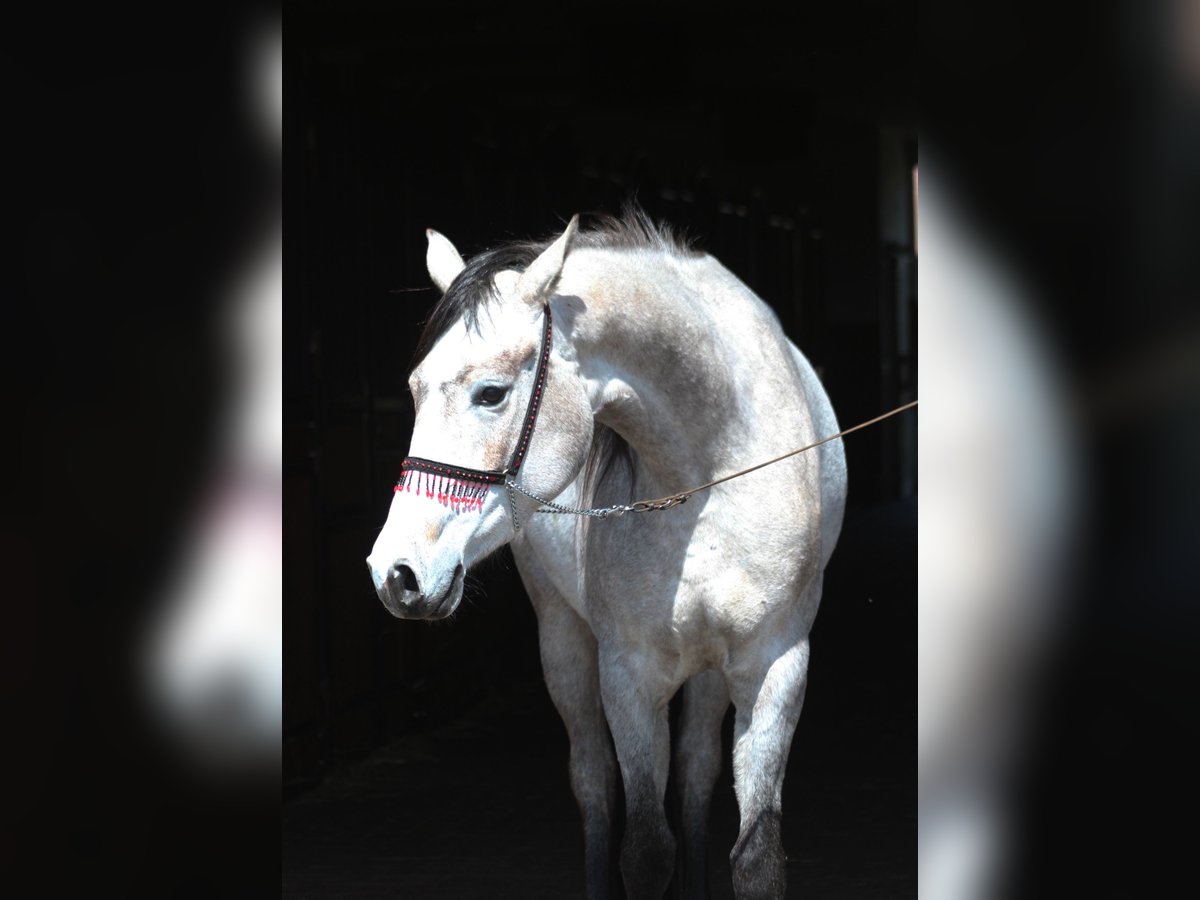 Pura Raza Árabe Yegua 3 años 160 cm Tordo in Santok