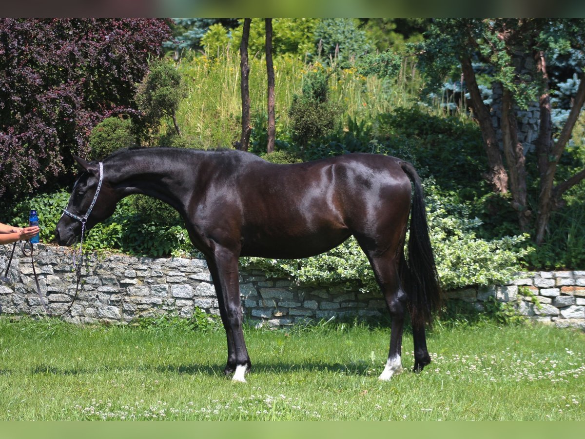 Pura Raza Árabe Yegua 3 años 161 cm Negro in Santok