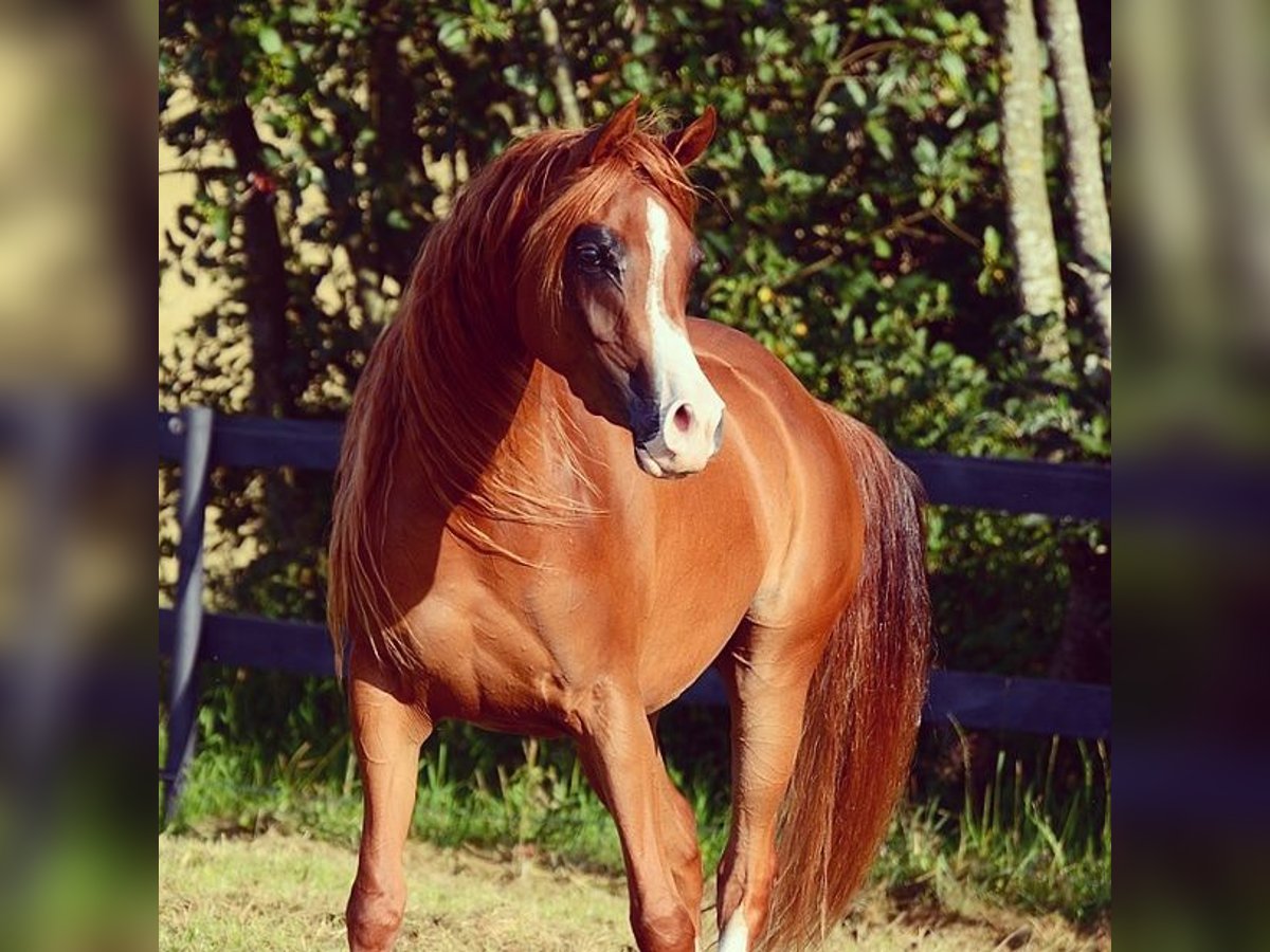 Pura Raza Árabe Yegua 4 años 147 cm Alazán-tostado in Jelling