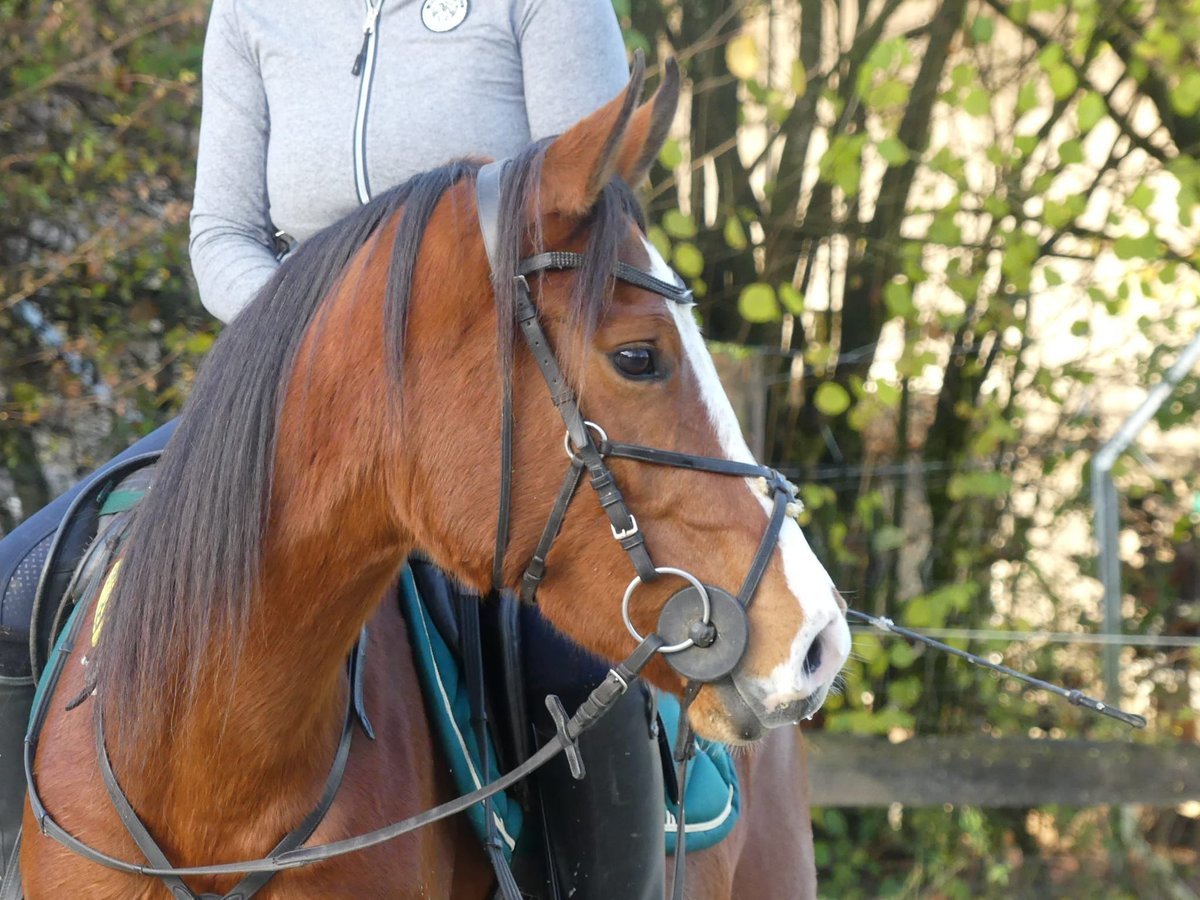 Pura Raza Árabe Yegua 4 años 154 cm Castaño in Radevormwald