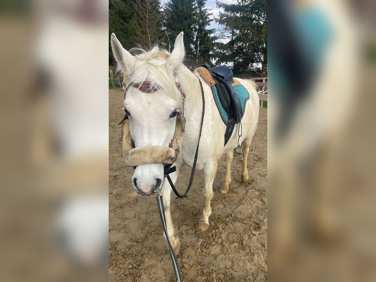 Pura Raza Árabe Yegua 5 años 148 cm Tordo in Ursberg