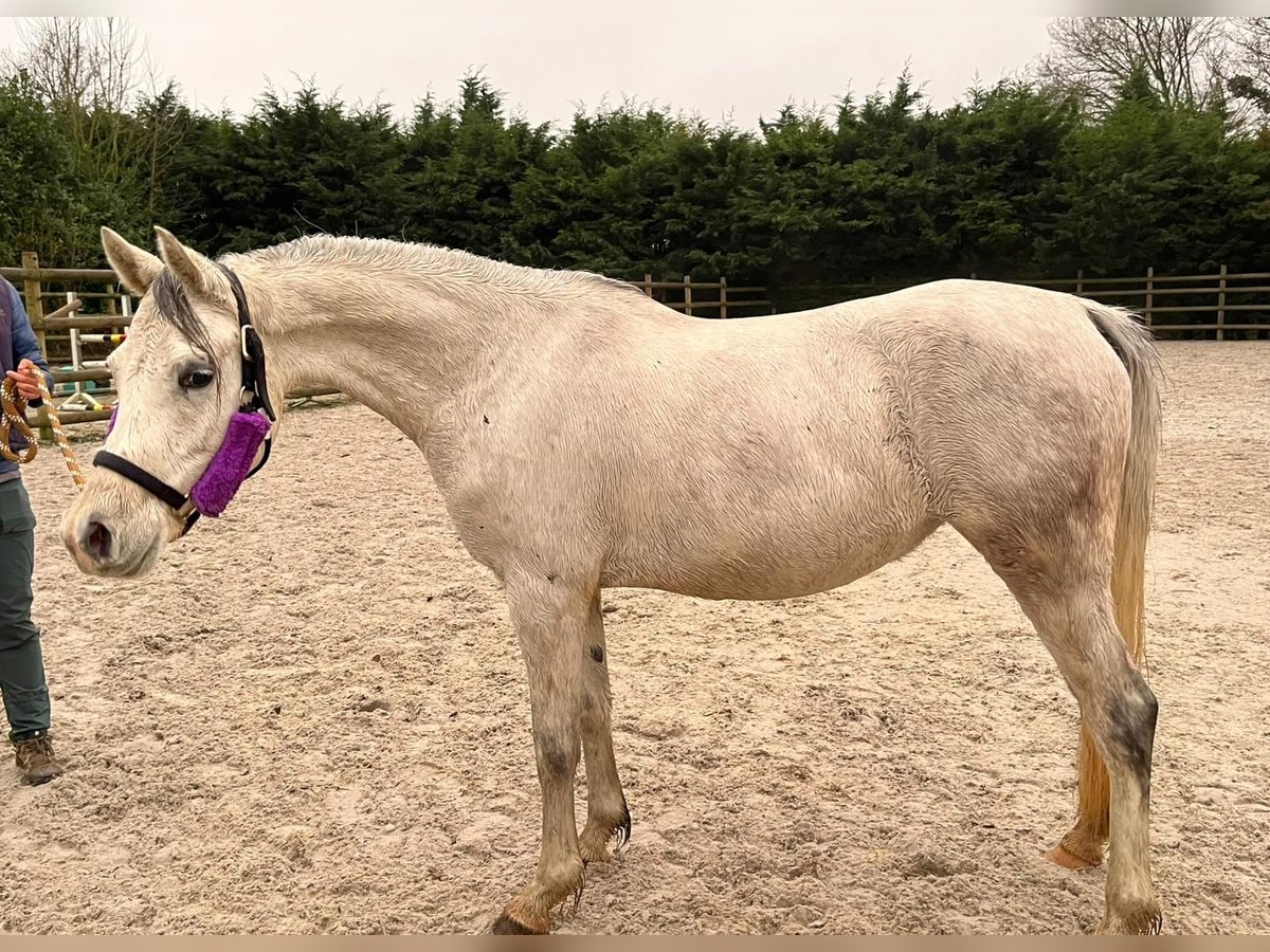 Pura Raza Árabe Yegua 5 años 154 cm Tordo in Chimay