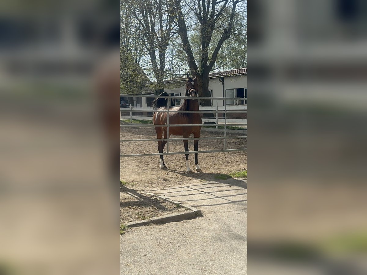 Pura Raza Árabe Yegua 5 años 158 cm Castaño oscuro in Friedberg