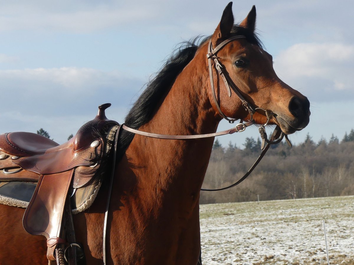 Pura Raza Árabe Yegua 6 años 154 cm Castaño in Herzberg am Harz