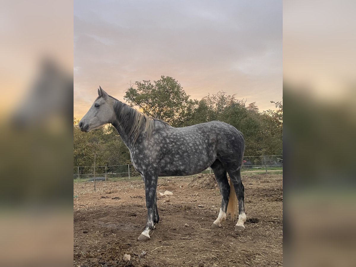 Pura Raza Árabe Yegua 6 años 155 cm in Magalas