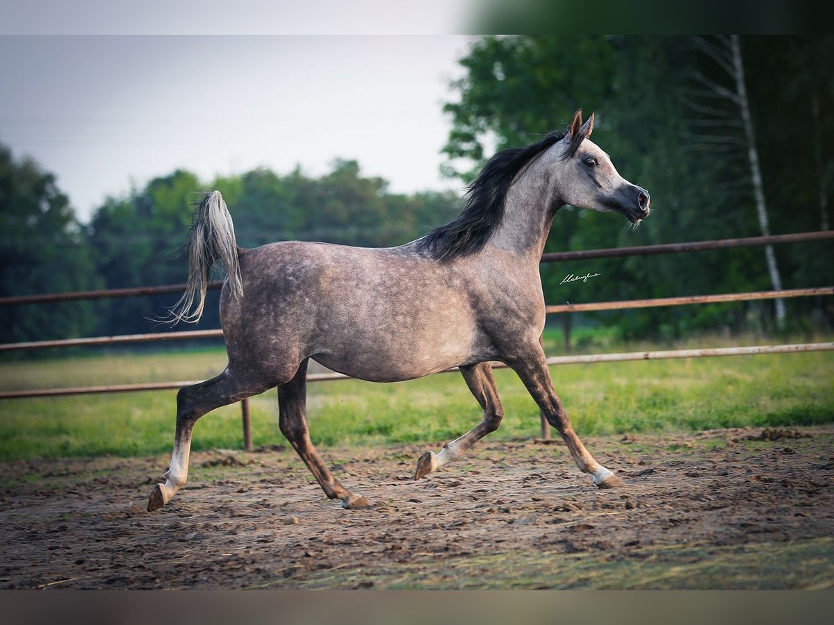 Pura Raza Árabe Yegua 6 años 155 cm Tordo in Stryków