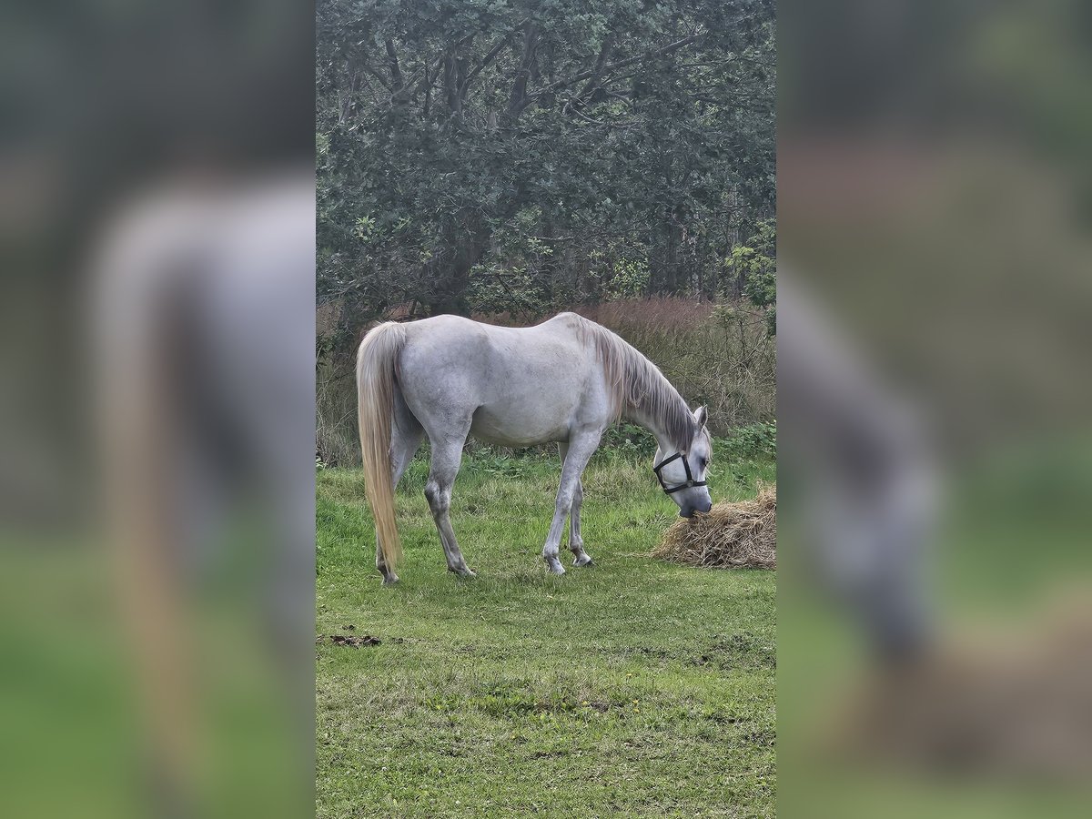 Pura Raza Árabe Yegua 6 años Tordo in Drag&#xF8;r