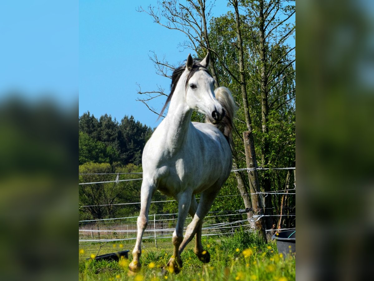 Pura Raza Árabe Yegua 7 años 152 cm Tordo in Halin&#xF3;w