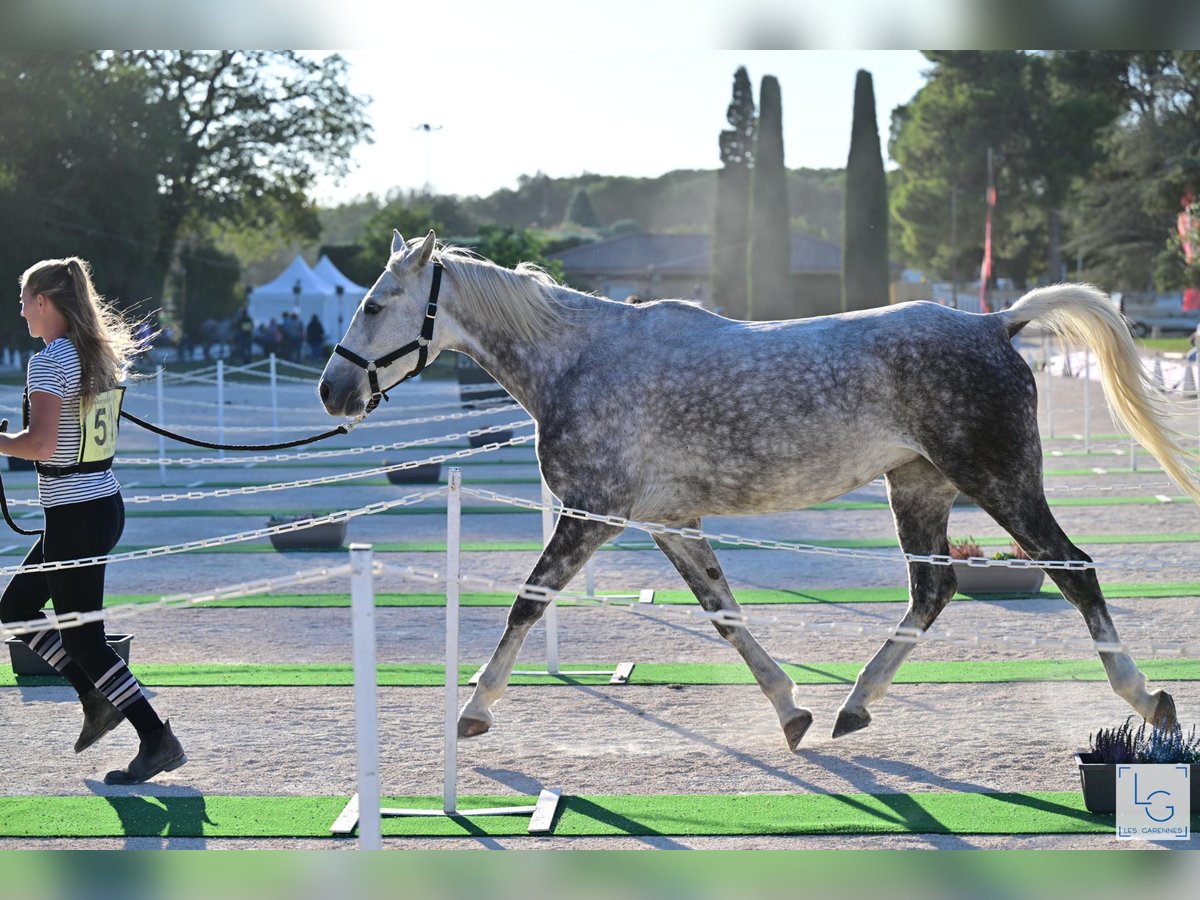 Pura Raza Árabe Yegua 7 años 154 cm Tordo rodado in Elne