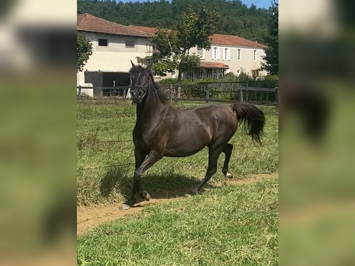 Pura Raza Árabe Yegua 7 años 155 cm Negro in Gers