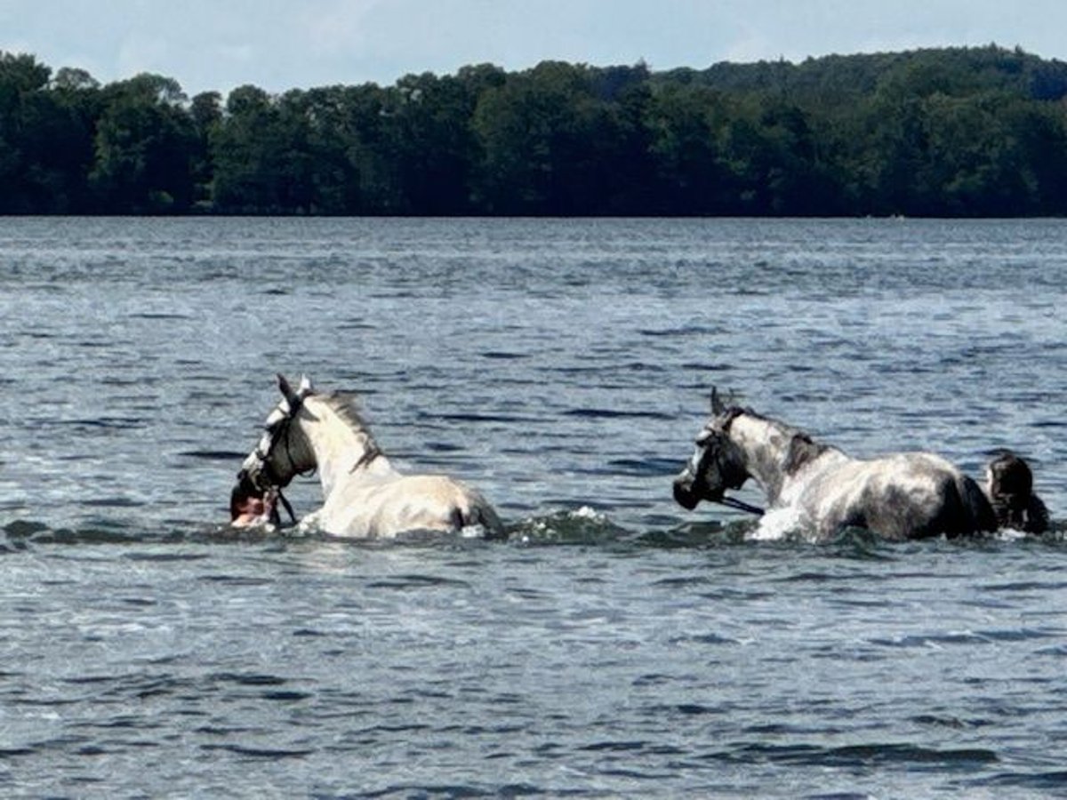 Pura Raza Árabe Yegua 7 años 158 cm White/Blanco in Bosau